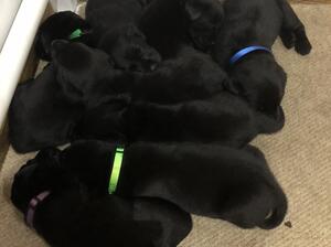 Four weeks old