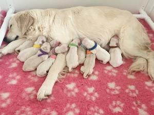 Mum and puppies
