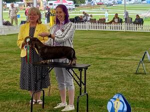Mallow Hound group 1 at Leeds Championship show