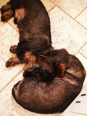 Noodles & his daughter Mallow