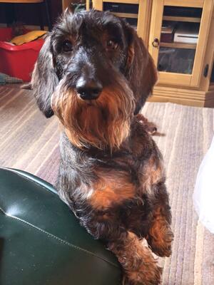 Noodles relaxing at home!