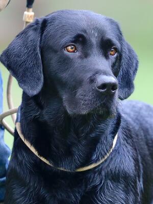 merle labrador retriever