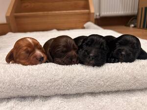 Puppies