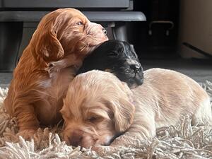 3 boys