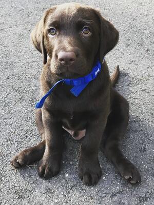 Charlie at 8 weeks old