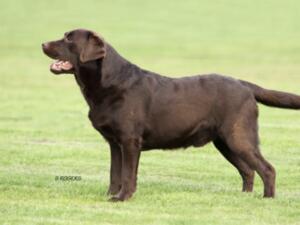 Lex, sire of the pups