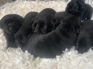 Puppies at 3 weeks old