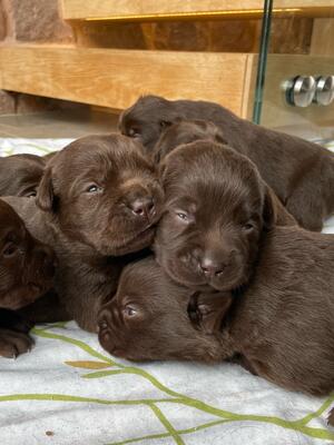 Puppies at 8 days old