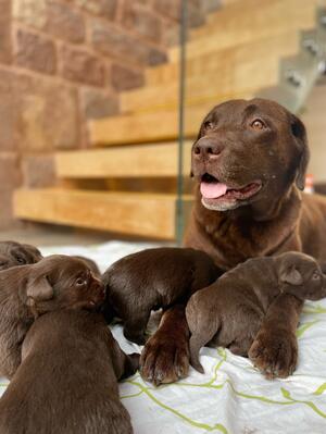 Lucy and her pups at 2 weeks