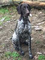 champdogs gsp puppies