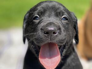 Puppy from litter born 14/06/21