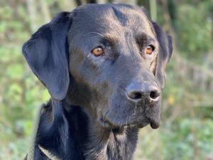 Sire - Friday - Cynhinfa Parker