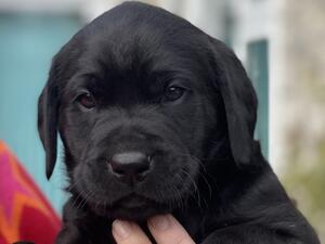 Dog pup