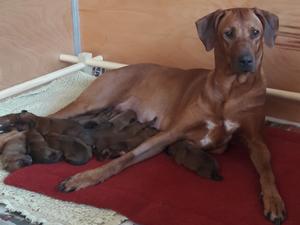 Binky & her babies