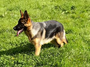 5 months old