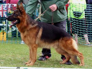 At the British Sieger 14