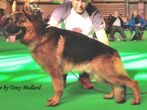 Etchica Will at Crufts