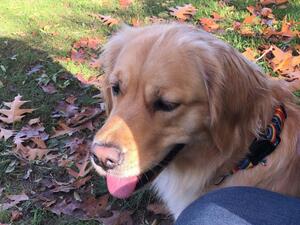 Maggie in the autumn leaves