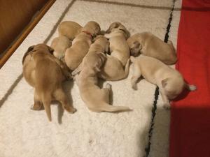 Puppies at 9 days old