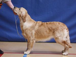 Pandreft Lola MPB at SW Golden Retriever Club