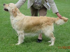 Hattie at Three Counties Championship Show 2017