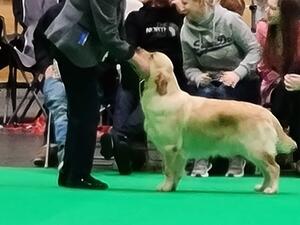 Melody at Crufts 2021
