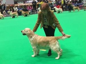 P. Harmony for Hattie - 3rd in Limit Crufts