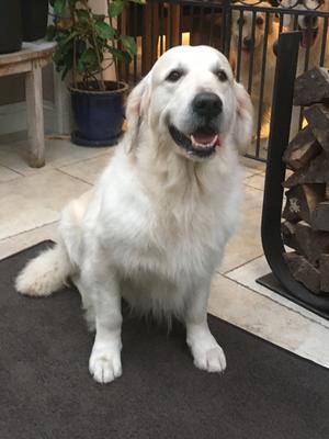 WHIZZY AT HOME