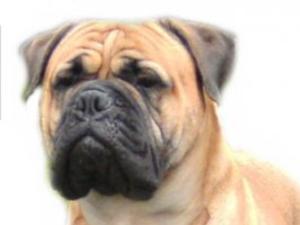 CH Hyerdunscar's Porche