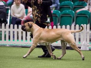 Qualifying for JW Finals at Crufts 2017