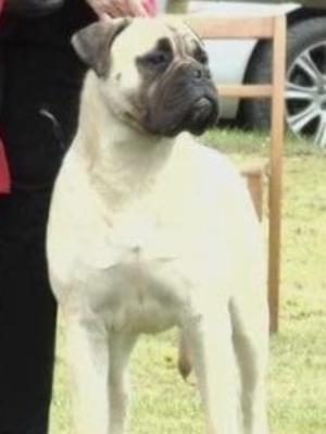 Will Daddy of the litter