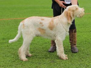 Dario aged 7 months, BP & BJ at Blackpool Champ Sh