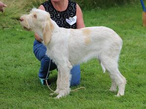 Teal aged 6 months, Leeds Champ Show