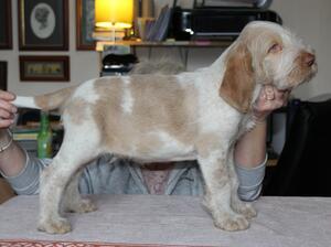 Arthur aged 6 weeks