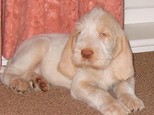 Verdi at 8 weeks