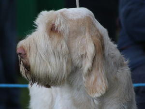Stanley