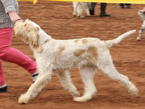 Peri winning Junior