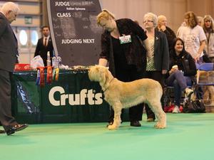 Verdi at Crufts