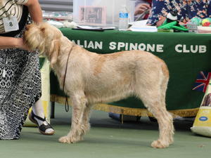 Verdi at Open show