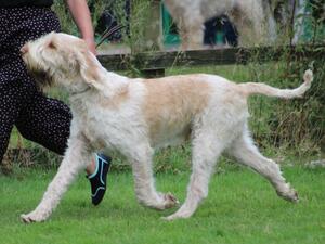 Arthur aged 20 month ISCGB Champ Show
