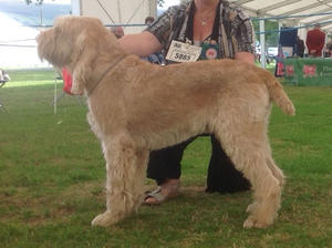 Jago WKC