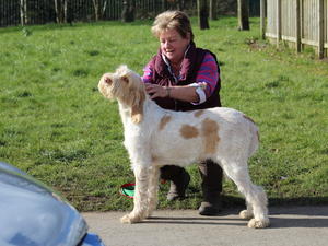 Peri at YGC