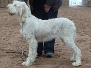 Verdi at 8 months