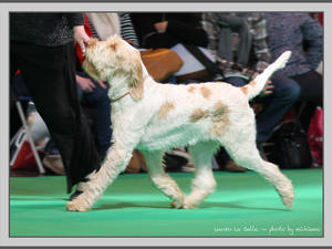 Peri at Crufts