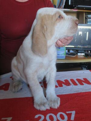 Dario aged 6 weeks