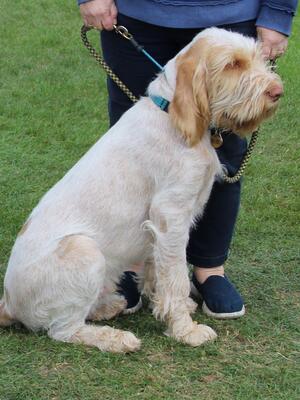 Monty at his first show