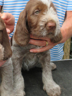 Opal at 6 weeks