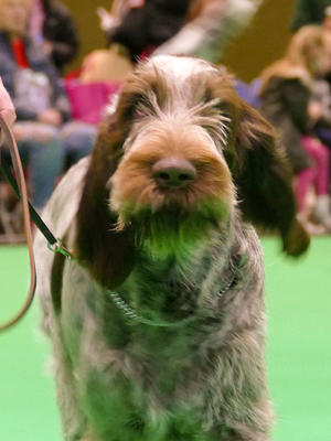 Ziggy Crufts 2