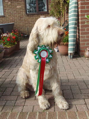 Jago with his Stud Book No Rosette