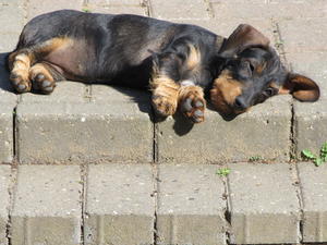 CRASHED OUT IN THE SUN